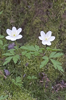 Images Dated 5th April 2009: Wood Anemone - close up of two flowers - Nottinghamshire - UK