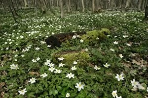 Images Dated 15th April 2006: Wood Anemone dense population on forest floor Baden-Wuerttemberg, Germany