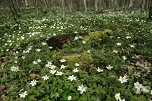 Wood Anemone dense population on forest floor Baden-Wuerttemberg, Germany