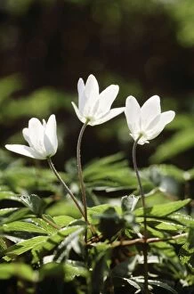 Images Dated 7th March 2006: Wood Anemone - flowers, closing in the evening