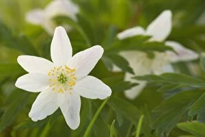 Images Dated 20th March 2011: Wood Anemone - in a meadow in early Spring
