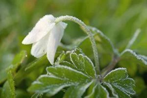 Wood Anemone - single flower with frost - in a