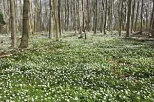 Images Dated 5th April 2009: Wood Anemone - in wood - Nottinghamshire - UK