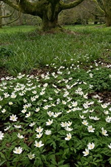 Images Dated 2nd August 2005: Wood Anemone - A woodland plant growing from a rhizome. Occasionaly flushed pink