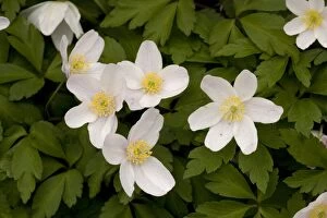 Images Dated 12th April 2006: Wood anemones