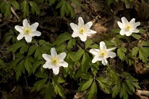 Images Dated 9th May 2006: Wood anemones