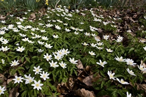 Images Dated 6th April 2006: Wood Anemones ( Anemone nemorosa) in old woodland, Gloucestershire