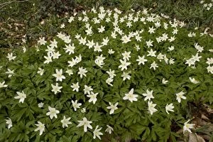 Images Dated 6th April 2006: Wood Anemones (Anemone nemorosa) in old woodland