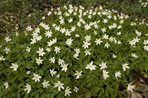 Images Dated 6th April 2006: Wood Anemones (Anemone nemorosa) in old woodland