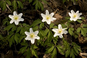 Images Dated 9th May 2006: Wood anemones, Anemone nemorosa… Peak District
