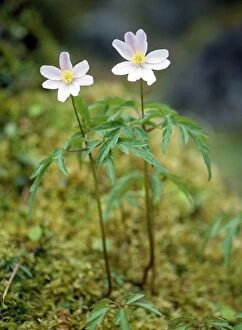 Wood Anemones - Flower