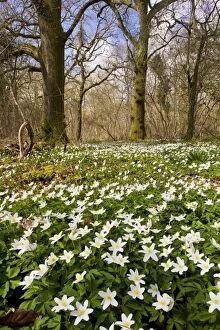 Images Dated 29th March 2009: Wood Anemones - in flower in spring in ancient