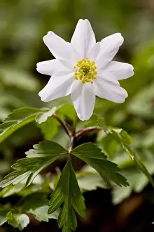 Rspb Prints: Wood Anemones - in flower in spring in ancient coppice woodland; Garston Wood nature reserve