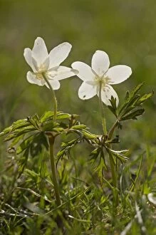 Wood Anemones against the light in spring