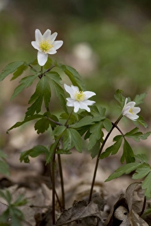 Images Dated 6th April 2006: Wood Anemones ( in old woodlandAnemone nemorosa)