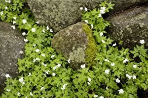 Images Dated 21st May 2006: Wood anemones amongst stones