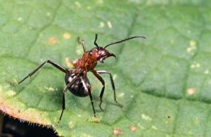 Images Dated 10th November 2005: Wood Ant - aggressive posture, on leaf. UK