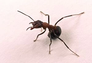 Images Dated 19th October 2004: Wood Ant Aggressive posture on white background Woodland, Hampshire, UK