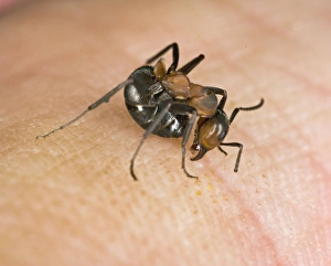 Images Dated 6th August 2007: Wood ant bites & deposits formic acid on human Bedfordshire UK 005099
