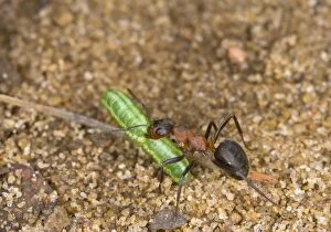 Images Dated 30th July 2007: Wood ant carrying caterpillar Bedfordshire UK 004971