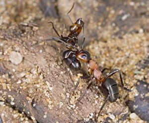 Wood ant carrying dead ant