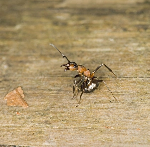 Images Dated 10th August 2007: Wood ant defence posture Bedfordshire UK 005163