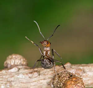 Images Dated 10th August 2007: Wood ant defence posture Bedfordshire UK 005174