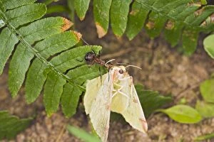 Wood ant moving dead moth