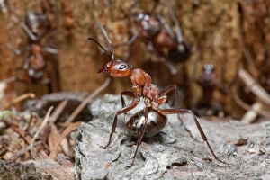 Wood Ant - soldier ant in the defence position ready to spray formic acid from lower abdomen Wood Ant - soldier ant in the defence position ready to spray formic acid from lower abdomen