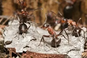 Wood Ant - soldier ants in the defence position ready to spray formic acid from lower abdomen