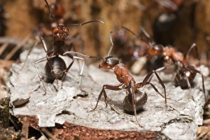 Wood Ant - soldier ants in the defence position ready to spray formic acid from lower abdomen Wood Ant - soldier ants in the defence position ready to spray formic acid from lower abdomen
