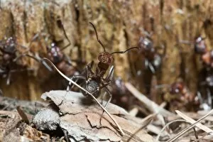 Wood Ant - transporting building material for nest