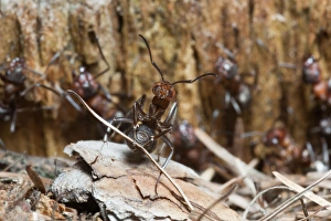 Wood Ant - transporting building material for nest Wood Ant - transporting building material for nest