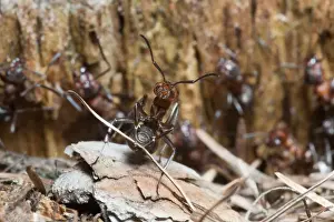 Nest Material Prints: Wood Ant - transporting building material for nest - Lower Saxony - Germany