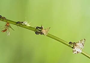 Wood ants AA carry dead insects (cricket, moth