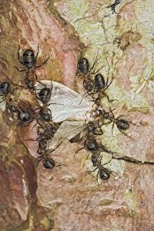 Wood ants move dead moth