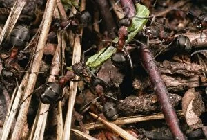 Images Dated 9th March 2009: Wood Ants - Dragging prey - UK