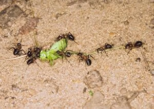 Wood ants moving dead cricket