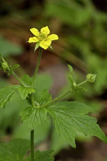 Images Dated 16th June 2006: Wood avens or herb bennet
