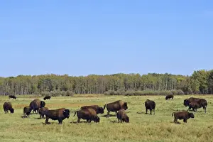 Ungulates Prints: Wood Bison Elk Island National Park, Alberta, USA. MB529