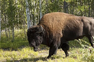 Territory Gallery: Wood Bison, Wood Buffalo National Park