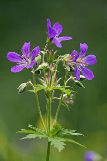 Images Dated 13th July 2006: Wood cranesbill