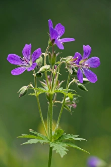 Images Dated 13th July 2006: Wood cranesbill (Geranium sylvaticum). Scotland
