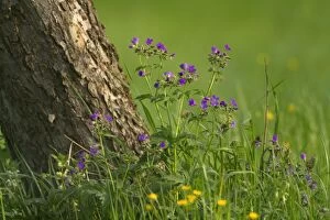 Images Dated 19th April 2011: Wood Cranesbill / Woodland Geranium - flowering