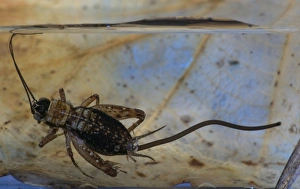 Images Dated 22nd March 2005: Wood cricket - When the cricket is in water, the Gordian Worm, Paragordius tricuspidatus