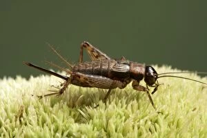 Wood Cricket - Female with its ovipositor