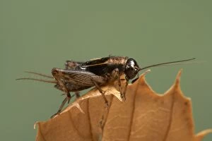 Wood cricket - Male