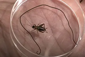 Worm Prints: Wood cricket and its parasite, the Gordian Worm Paragordius tricuspidatus