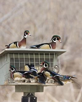 Images Dated 3rd February 2008: Wood Duck - at bird feeder New Mexico in February