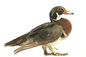 Wood Duck Domestic Duck